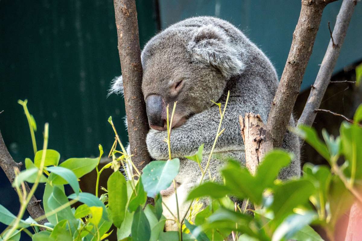 A koala sleeping on a eucalyptus tree branch