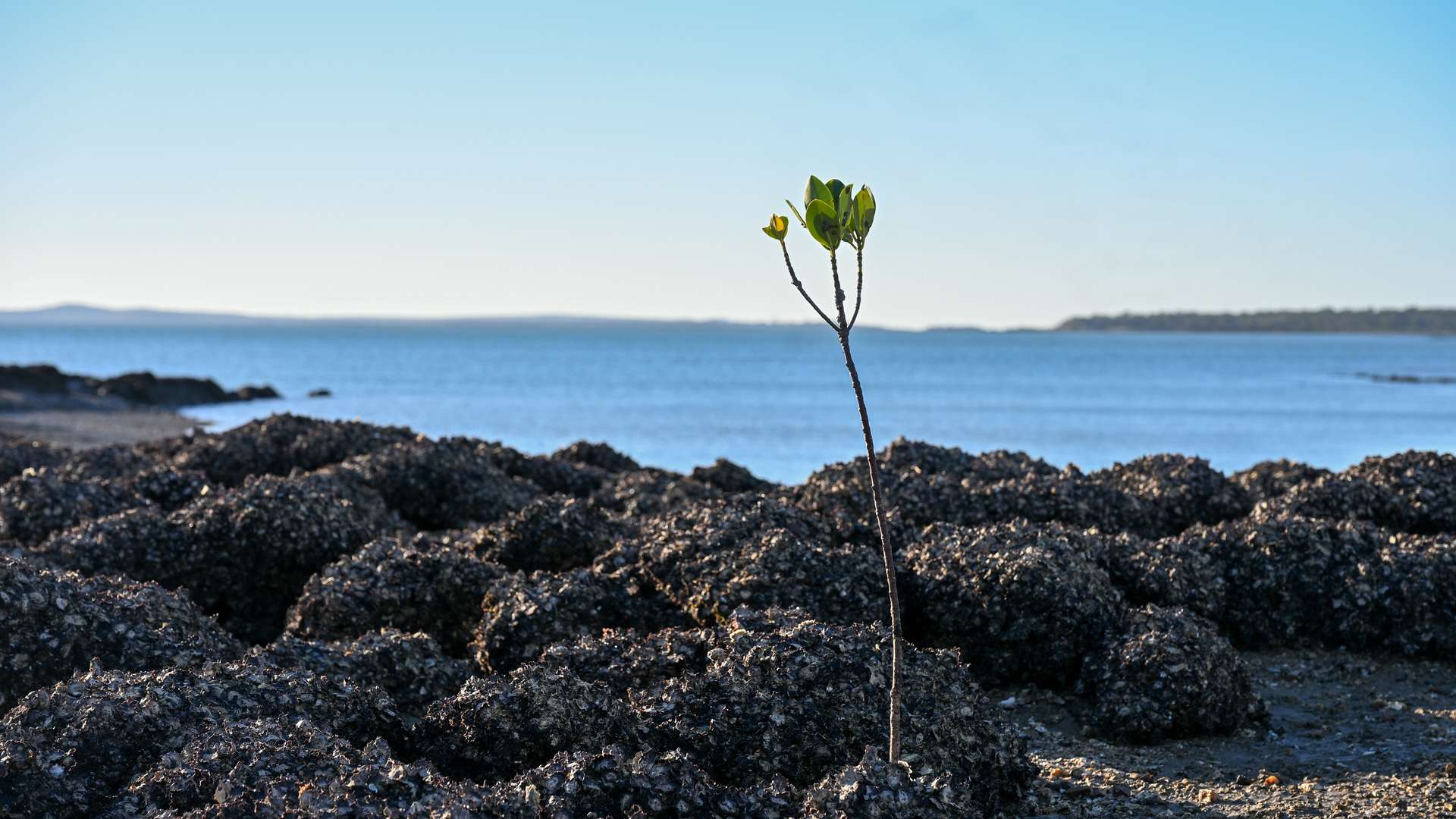 Small mangrove twig growing amongst rocks next to the ocean